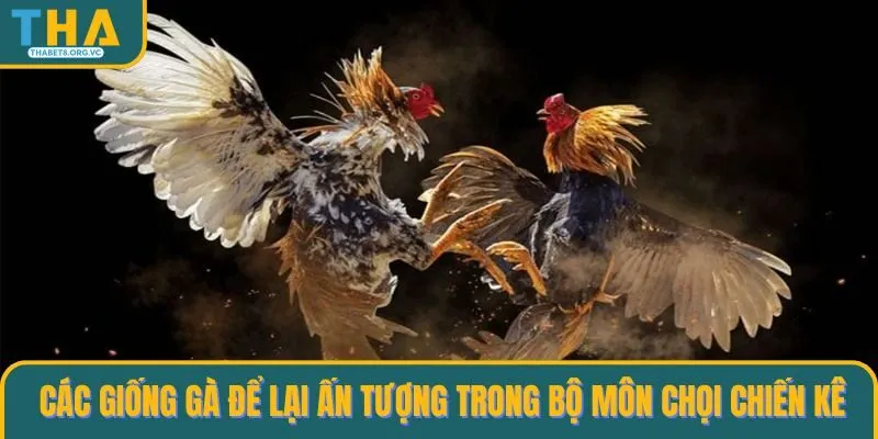 Các giống gà để lại ấn tượng trong bộ môn chọi chiến kê