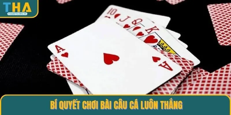 Bí quyết chơi bài câu cá luôn thắng