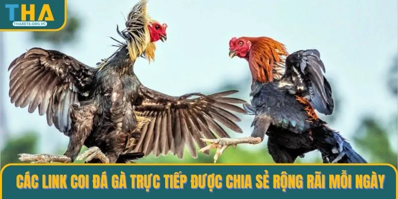 Các link coi đá gà trực tiếp được chia sẻ rộng rãi mỗi ngày