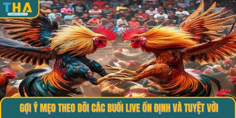 Gợi ý mẹo theo dõi các buổi live ổn định và tuyệt vời