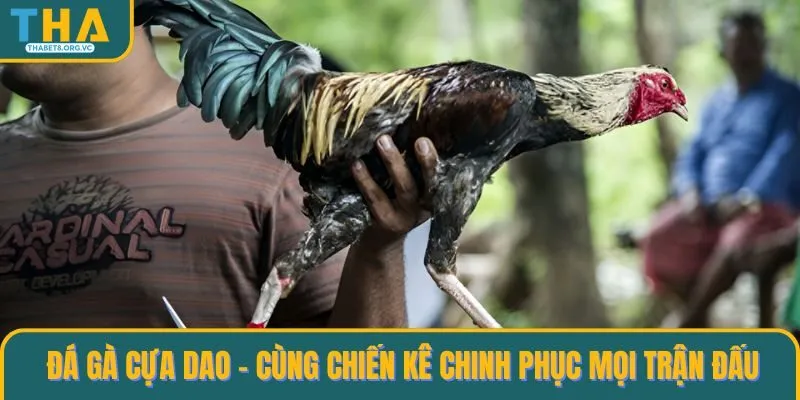 Đá gà cựa dao