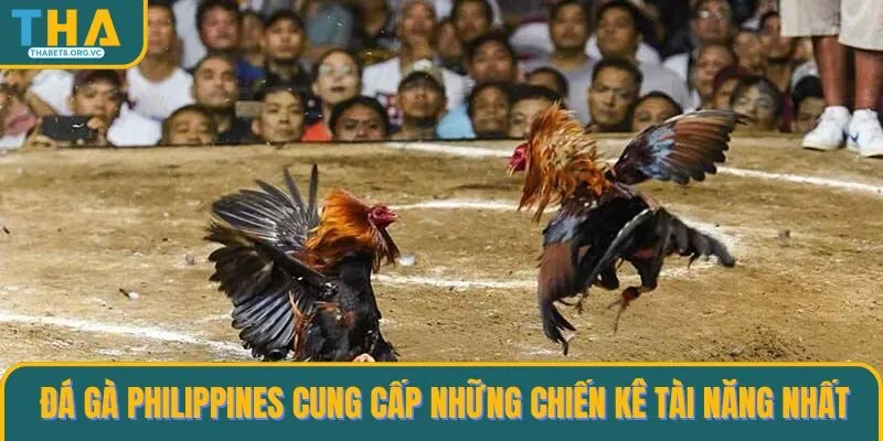 Đá gà Philippines cung cấp những chiến kê tài năng nhất
