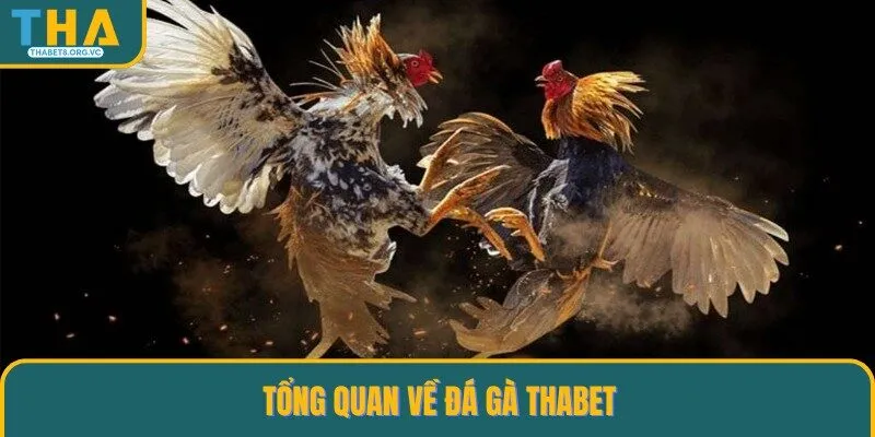 Chia sẻ thông tin về đá gà THABET