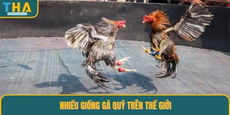 Đa dạng giống hiếm tại đá gà THABET