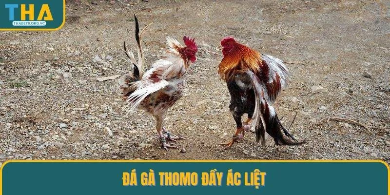 Đá gà thomo nổi tiếng lừng danh tại Campuchia