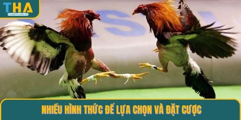 Nhiều hình thức để lựa chọn và đặt cược