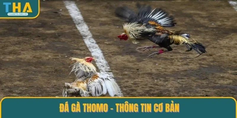 Đá gà Thomo - Thông tin cơ bản