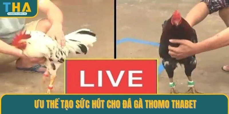 Ưu thế tạo sức hút cho đá gà Thomo THABET