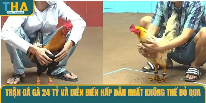 Trận đá gà 24 tỷ và diễn biến hấp dẫn nhất không thể bỏ qua