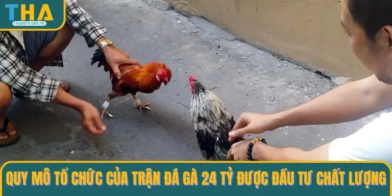 Quy mô tổ chức của trận đá gà 24 tỷ được đầu tư chất lượng