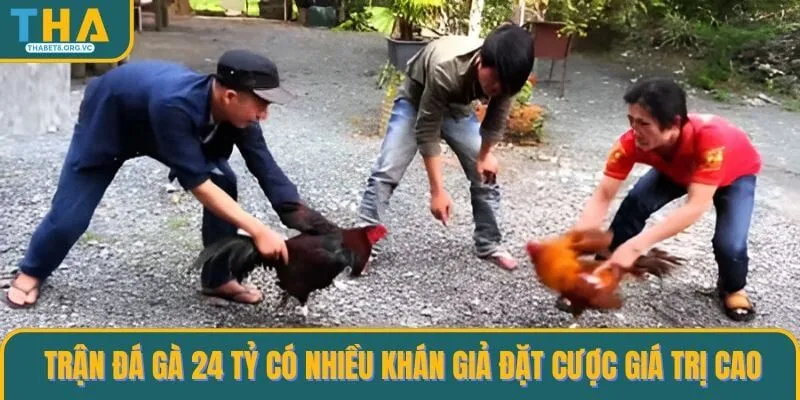 Trận đá gà 24 tỷ có nhiều khán giả đặt cược giá trị cao